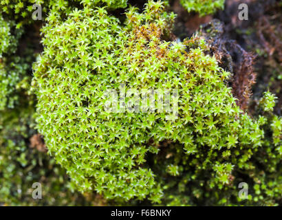 Bright green moss, decorative plant in European garden Stock Photo