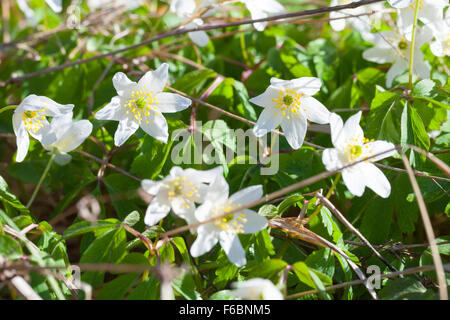 Anemone nemorosa, or European wood anemones flowers in spring forest Stock Photo