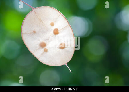 Seeds in dry decorative seedpod. Lunaria or honesty, a genus of flowering plants in the family Brassicaceae Stock Photo