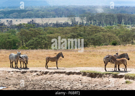 Plains zebras, also common zebras or Burchell's zebras (Equus quagga) with foals, Lake Nakuru National Park, Kenya Stock Photo