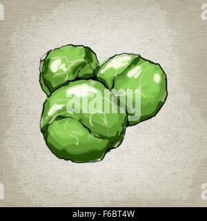 Brussels sprouts. Vector illustration Stock Vector