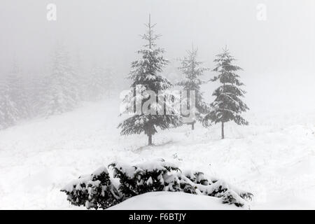 Foggy forest in winter, foggy landscape Stock Photo