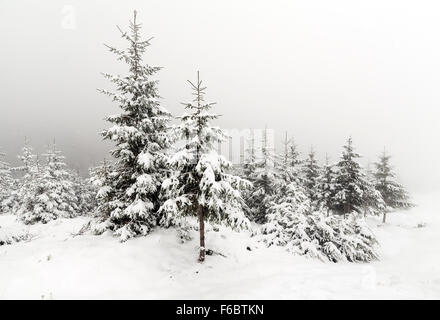 Foggy forest in winter, foggy landscape Stock Photo