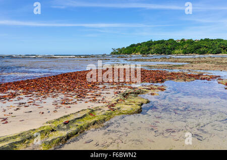 Colorful leaves on the beach in Boipeba Island, Morro de Sao Paulo, Salvador, Brazil Stock Photo