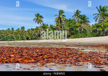 Colorful leaves on the beach in Boipeba Island, Morro de Sao Paulo, Salvador, Brazil Stock Photo