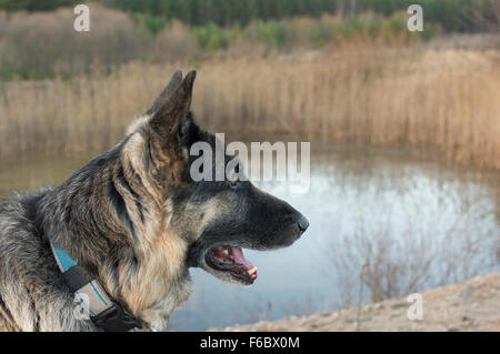 Shepherd dog portrait Stock Photo