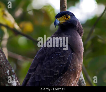 Crested serpent eagle, naagarhole national park, karnataka, india, asia ...