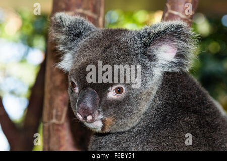 Koala, Phascolarctos cinereus, Queensland, Australia Stock Photo