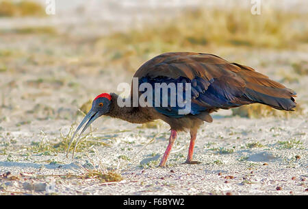 Red naped ibis searching insects, tal chappar wildlife sanctuary ...