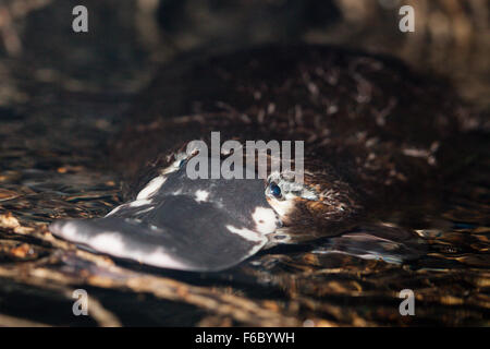 Duck-billed Platypus, Omithorhynchus anatinus, Queensland, Australia Stock Photo