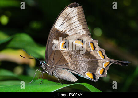 Ulysses Butterfly, Papilio ulysses joesa, Queensland, Australia Stock Photo
