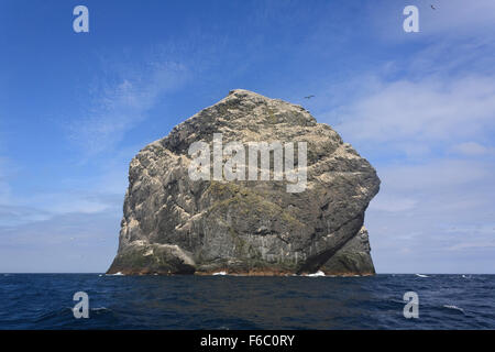 A colony of gannets on Stac Lee, a sea stack in the St Kilda archipelago, Scotland, UK Stock Photo