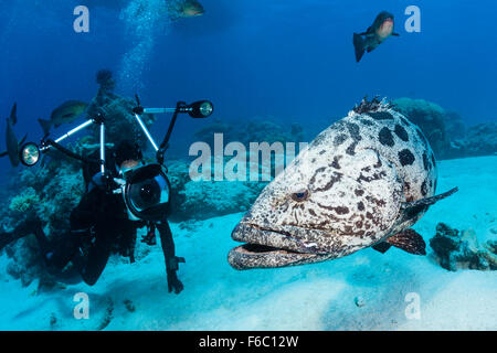 Scuba Diver taking pictures of Potato Cod, Epinephelus tukula, Cod Hole, Great Barrier Reef, Australia Stock Photo