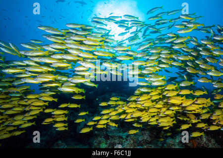 Shoal of Bigeye Snapper, Lutjanus lutjanus, Cod Hole, Great Barrier Reef, Australia Stock Photo