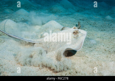 Bluespotted Maskray, Neotrygon kuhlii, Great Barrier Reef, Australia Stock Photo