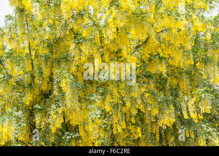 Laburnum tree in full flower in late spring. The Laburnum (Laburnum anagyroides)  is also known as the golden  chain tree. Stock Photo