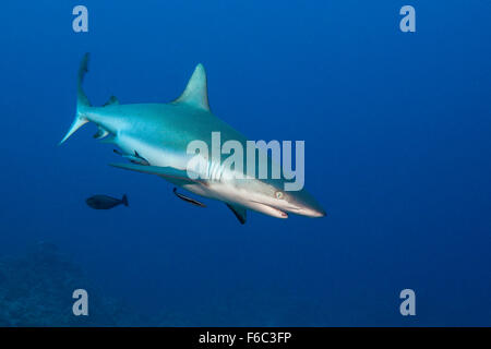 Grey Reef Shark, Carcharhinus amblyrhynchos, Great Barrier Reef, Australia Stock Photo