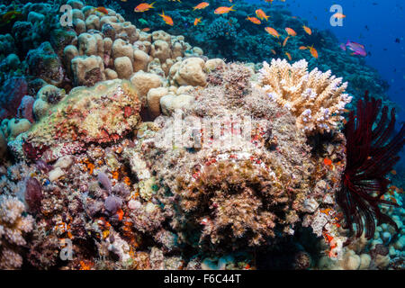Reef Stonefish, Synanceia verrucosa, Osprey Reef, Coral Sea, Australia Stock Photo