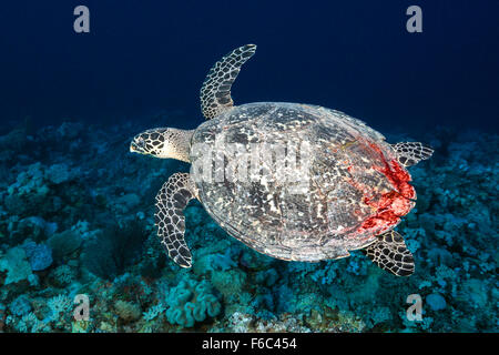 Hawksbill Sea Turtle, Eretmochelys imbricata, Osprey Reef, Coral Sea, Australia Stock Photo