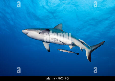 Grey Reef Shark, Carcharhinus amblyrhynchos, Osprey Reef, Coral Sea, Australia Stock Photo