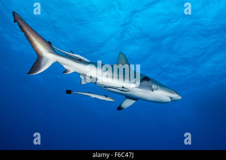 Grey Reef Shark, Carcharhinus amblyrhynchos, Osprey Reef, Coral Sea, Australia Stock Photo