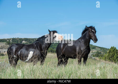 Wild Horses, (Equs ferus), Mustang, Feral, Theodore Roosevelt National Park, N.Dakota, Western USA Stock Photo
