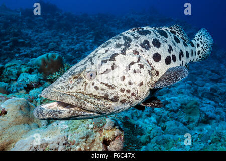 Potato Cod, Epinephelus tukula, Osprey Reef, Coral Sea, Australia Stock Photo