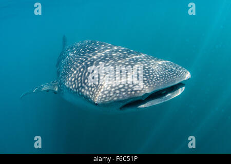 Whale Shark, Rhincodon typus, Osprey Reef, Coral Sea, Australia Stock Photo