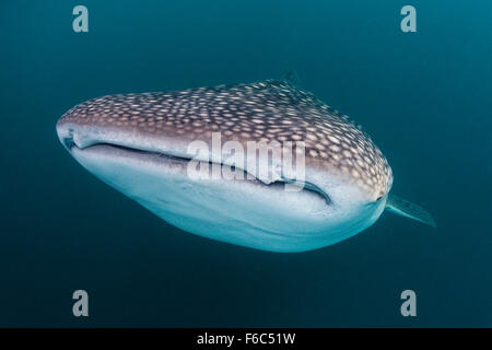 Whale Shark, Rhincodon typus, Osprey Reef, Coral Sea, Australia Stock Photo