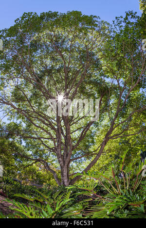 Roma Street Parkland in Brisbane, Queensland, Australia Stock Photo