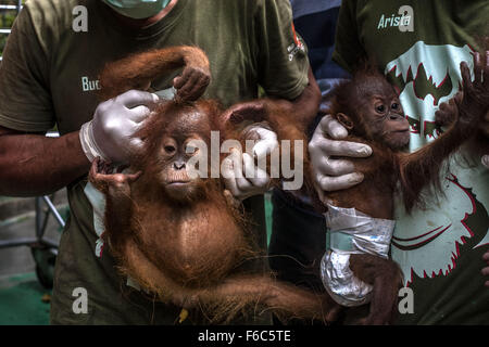 North Sumatra, Indonesia. 16th Nov, 2015. Staff carry baby orangutans during their arrival at the Sumatran Orangutan Conservation Programme quarantine in Deliserdang, North Sumatra, Indonesia, Nov. 16, 2015. The three baby Sumatran orangutans were recovered by Indonesian police after they arrested wildlife traffickers who smuggled them out of Aceh province. Credit:  Tanto H/Xinhua/Alamy Live News Stock Photo