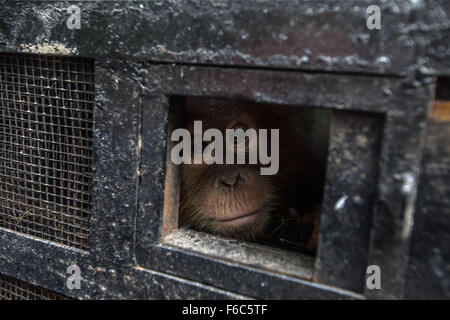 North Sumatra, Indonesia. 16th Nov, 2015. A baby orangutan looks out from its travel cage as it arrives at the Sumatran Orangutan Conservation Programme quarantine in Deliserdang, North Sumatra, Indonesia, Nov. 16, 2015. The three baby Sumatran orangutans were recovered by Indonesian police after they arrested wildlife traffickers who smuggled them out of Aceh province. Credit:  Tanto H/Xinhua/Alamy Live News Stock Photo