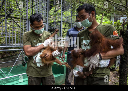 North Sumatra, Indonesia. 16th Nov, 2015. Staff carry three baby orangutans during their arrival at the Sumatran Orangutan Conservation Programme quarantine in Deliserdang, North Sumatra, Indonesia, Nov. 16, 2015. The three baby Sumatran orangutans were recovered by Indonesian police after they arrested wildlife traffickers who smuggled them out of Aceh province. Credit:  Tanto H/Xinhua/Alamy Live News Stock Photo