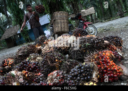 Sumatra, Indonesia. 16th Nov, 2015. Edy, 19, the burden of workers harvested oil palm fruits into carts in oil palm plantations, in Langkat, North Sumatra, Indonesia on Sunday, November 15, 2015. Palm oil is the most widely consumed and produced in the world's largest producer of oil used in food and the fuel which is still dominated by the countries in Southeast Asia, South America, and Africa. triggered by the El Nino weather phenomenon yesterday made the production of crude palm oil (CPO) for next year declined, flowers and coconuts becomes smaller and the effect on production. © Ivan Daman Stock Photo