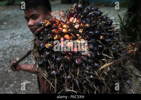 Sumatra, Indonesia. 16th Nov, 2015. Edy, 19, the burden of workers harvested oil palm fruits into carts in oil palm plantations, in Langkat, North Sumatra, Indonesia on Sunday, November 15, 2015. Palm oil is the most widely consumed and produced in the world's largest producer of oil used in food and the fuel which is still dominated by the countries in Southeast Asia, South America, and Africa. triggered by the El Nino weather phenomenon yesterday made the production of crude palm oil (CPO) for next year declined, flowers and coconuts becomes smaller and the effect on production. © Ivan Daman Stock Photo