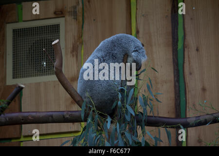 Koala sleeping at Edinburgh Zoo, Edinburgh, Scotland, UK Stock Photo