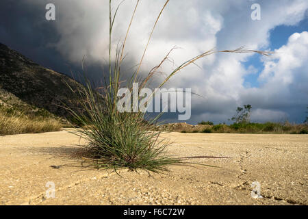 Grass growing out of crack in tarmac. Spain. Stock Photo