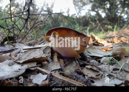 Wild mushroom Bay cup fungus, Peziza badia species inn forest. Spain. Stock Photo