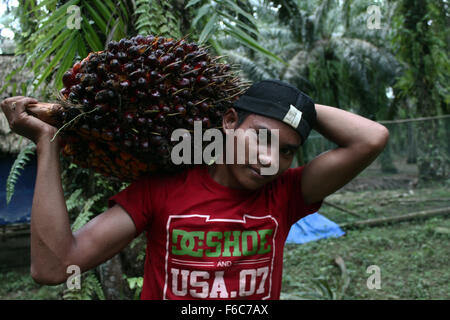 Sumatra, Indonesia. 16th Nov, 2015. Ryan, 20, the burden of workers harvested oil palm fruits into carts in oil palm plantations, in Langkat, North Sumatra, Indonesia on Sunday, November 15, 2015. Palm oil is the most widely consumed and produced in the world's largest producer of oil used in food and the fuel which is still dominated by the countries in Southeast Asia, South America, and Africa. triggered by the El Nino weather phenomenon yesterday made the production of crude palm oil (CPO) for next year declined, flowers and coconuts becomes smaller and the effect on production. © Ivan Dama Stock Photo