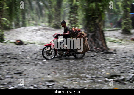 Sumatra, Indonesia. 16th Nov, 2015. Ryan, 20, the burden of workers harvested oil palm fruits in a cart in oil palm plantations, in Langkat, North Sumatra, Indonesia on Sunday, November 15, 2015. Palm oil is the most widely consumed and produced in the world's largest producer of oil used in food and the fuel which is still dominated by the countries in Southeast Asia, South America, and Africa. Credit:  Ivan Damanik/Alamy Live News Stock Photo