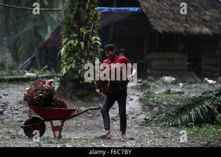 Sumatra, Indonesia. 16th Nov, 2015. Ryan, 20, the burden of workers harvested oil palm fruits in a cart in oil palm plantations, in Langkat, North Sumatra, Indonesia on Sunday, November 15, 2015. Palm oil is the most widely consumed and produced in the world's largest producer of oil used in food and the fuel which is still dominated by the countries in Southeast Asia, South America, and Africa. Credit:  Ivan Damanik/Alamy Live News Stock Photo