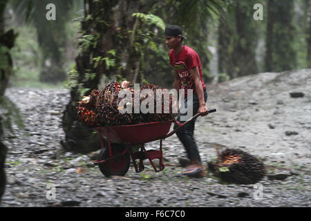 Sumatra, Indonesia. 16th Nov, 2015. Ryan, 20, the burden of workers harvested oil palm fruits in a cart in oil palm plantations, in Langkat, North Sumatra, Indonesia on Sunday, November 15, 2015. Palm oil is the most widely consumed and produced in the world's largest producer of oil used in food and the fuel which is still dominated by the countries in Southeast Asia, South America, and Africa. Credit:  Ivan Damanik/Alamy Live News Stock Photo