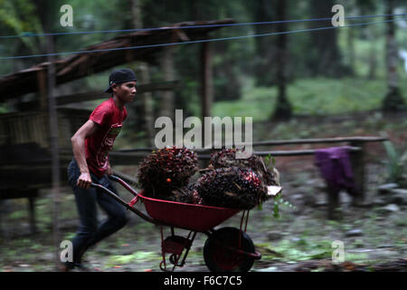 Sumatra, Indonesia. 16th Nov, 2015. Ryan, 20, the burden of workers harvested oil palm fruits in a cart in oil palm plantations, in Langkat, North Sumatra, Indonesia on Sunday, November 15, 2015. Palm oil is the most widely consumed and produced in the world's largest producer of oil used in food and the fuel which is still dominated by the countries in Southeast Asia, South America, and Africa. Credit:  Ivan Damanik/Alamy Live News Stock Photo