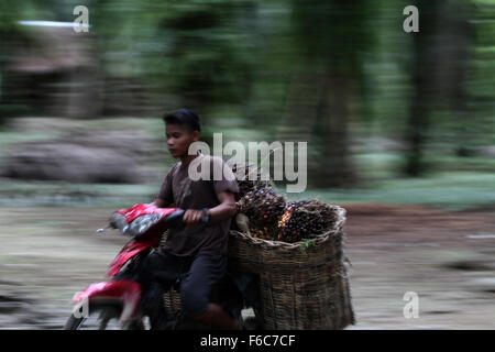 Sumatra, Indonesia. 16th Nov, 2015. Edy, 19, the burden of workers harvested oil palm fruits into carts in oil palm plantations, in Langkat, North Sumatra, Indonesia on Sunday, November 15, 2015. Palm oil is the most widely consumed and produced in the world's largest producer of oil used in food and the fuel which is still dominated by the countries in Southeast Asia, South America, and Africa. triggered by the El Nino weather phenomenon yesterday made the production of crude palm oil (CPO) for next year declined, flowers and coconuts becomes smaller and the effect on production. © Ivan Daman Stock Photo