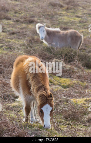 Two young Gower Ponies grazing Stock Photo