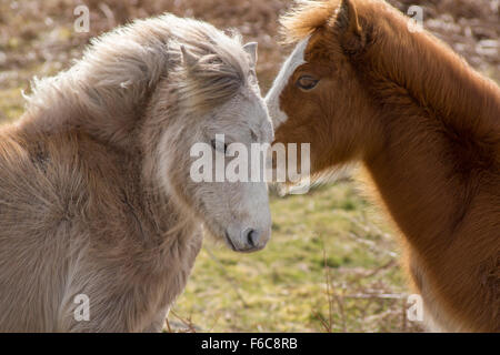 Two Gower Ponies grooming in friendship Stock Photo