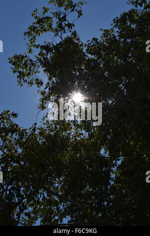 Sun behind the trees Stock Photo