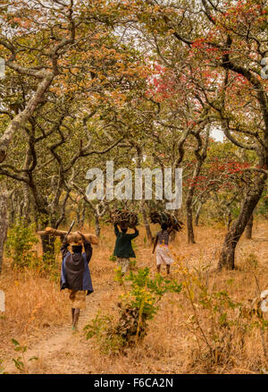 Three children carrying firewood on their heads in Chongoni Forest, Dedza, Malawi, Africa Stock Photo