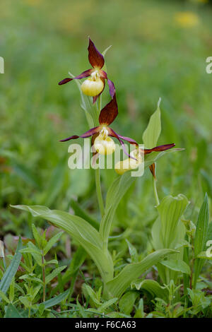 Europaeischer Frauenschuh, Cypripedium calceolus, Lady's Slipper Orchid Stock Photo