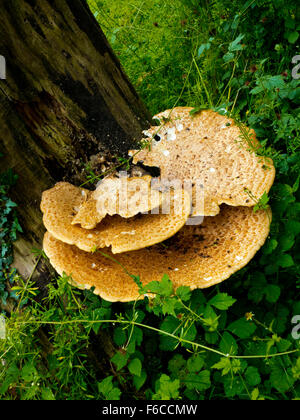 Bracket fungus or shelf fungus phylum Basidiomycota growing on a tree in woodland in England UK Stock Photo